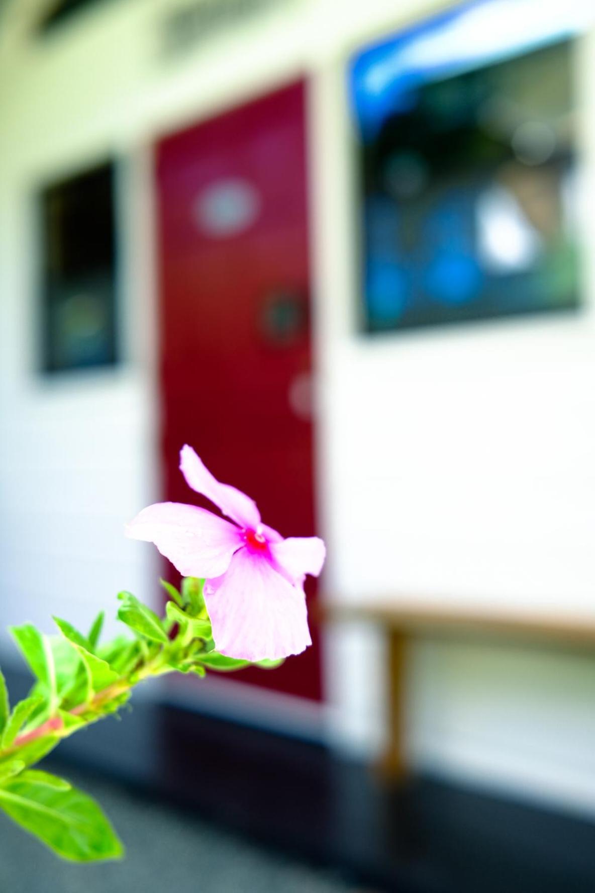 Silk Cotton Cottages Parrot Hall Extérieur photo